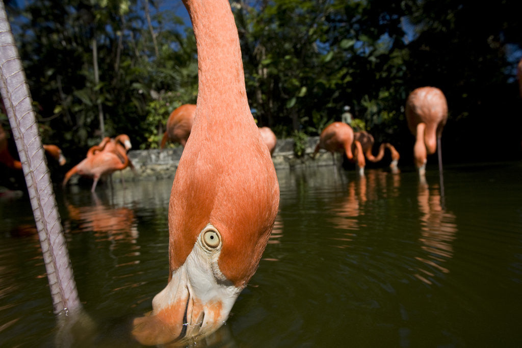 Detail of American Flamingos at Ardastra Gardens, Zoo, and Conservation Center by Corbis