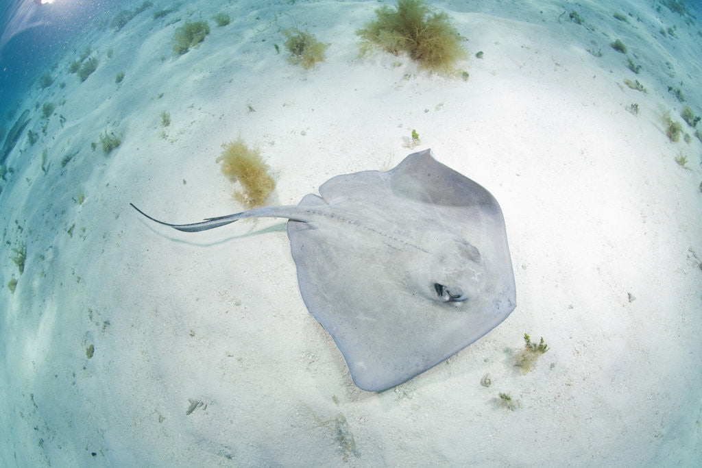 Detail of Southern Stingray at Stingray City by Anonymous