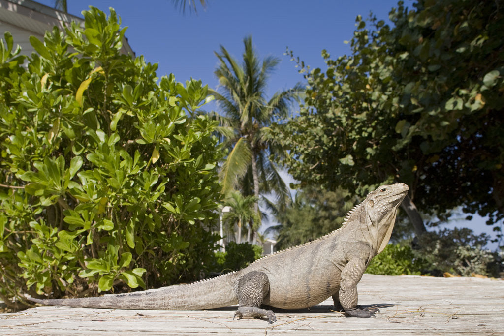 Detail of Lesser Caymans Iguana by Anonymous