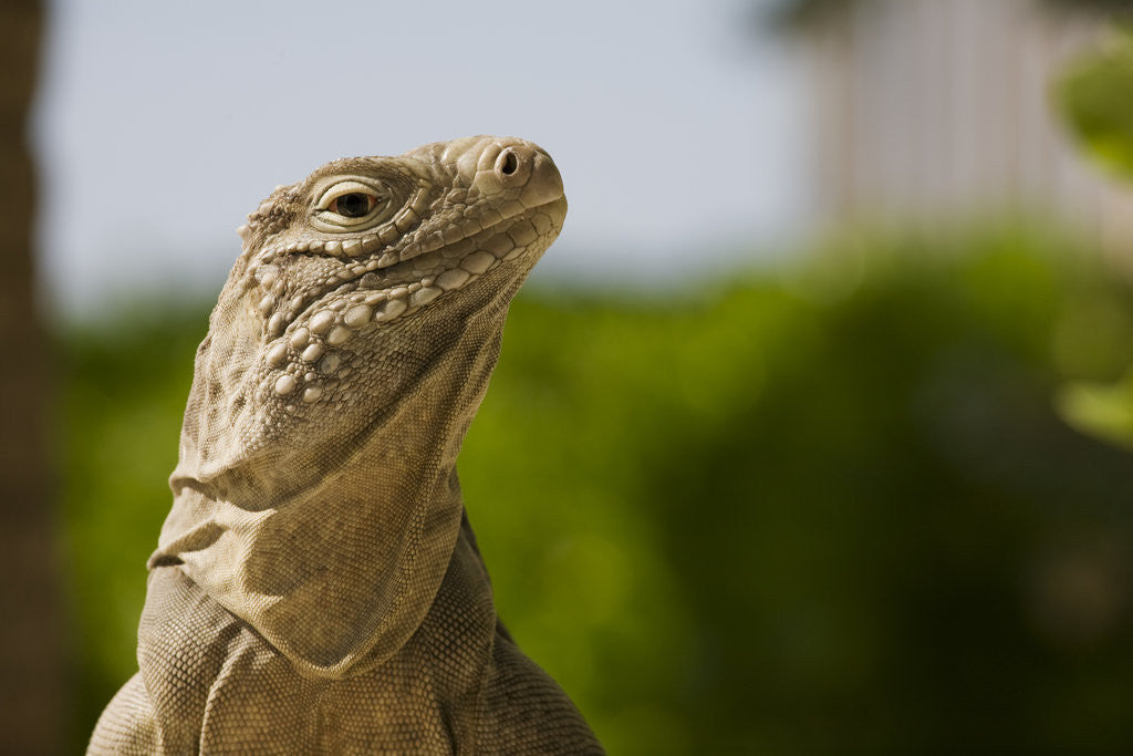 Detail of Lesser Caymans Iguana by Anonymous
