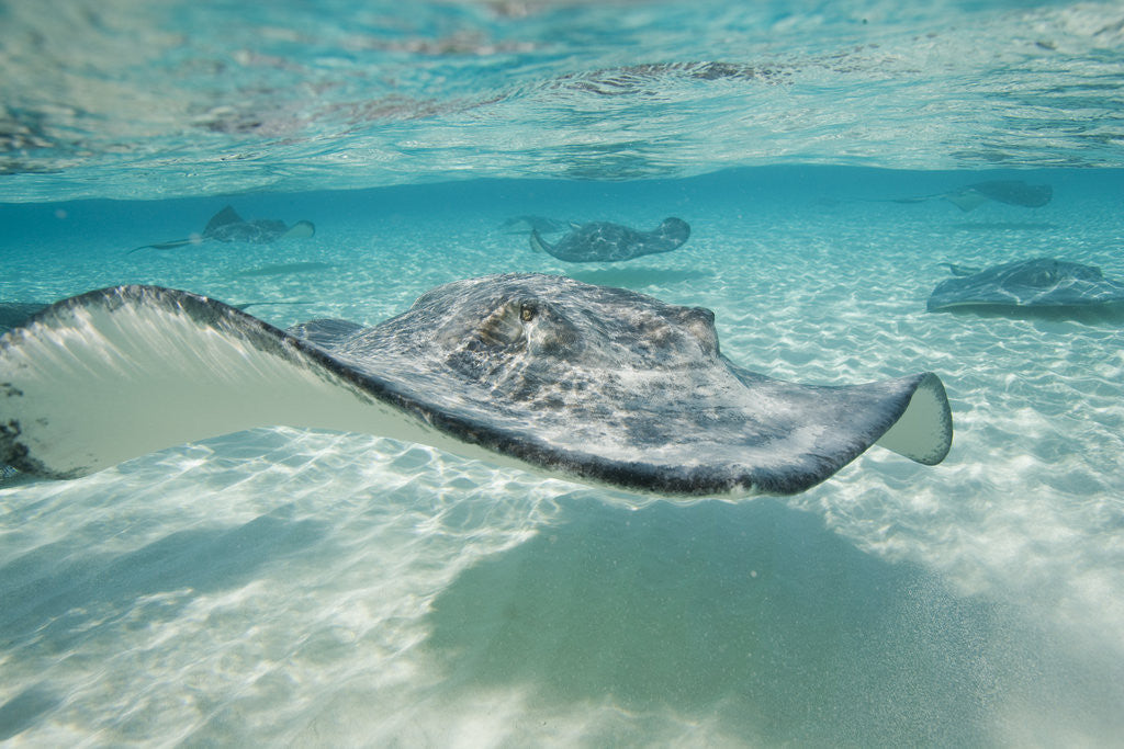 Detail of Southern Stingrays at Stingray City by Anonymous