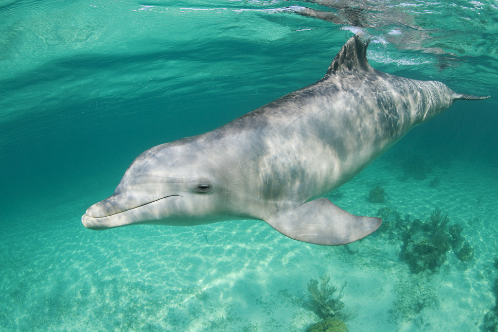 Detail of Bottlenosed Dolphin at UNEXSO Dive Site by Corbis