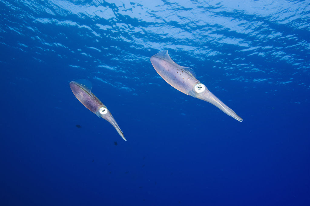 Detail of Caribbean Reef Squid by Anonymous