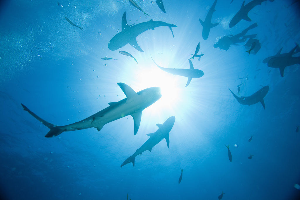 Detail of Scuba Diver and Caribbean Reef Sharks at Stuart Cove's Dive Site by Anonymous