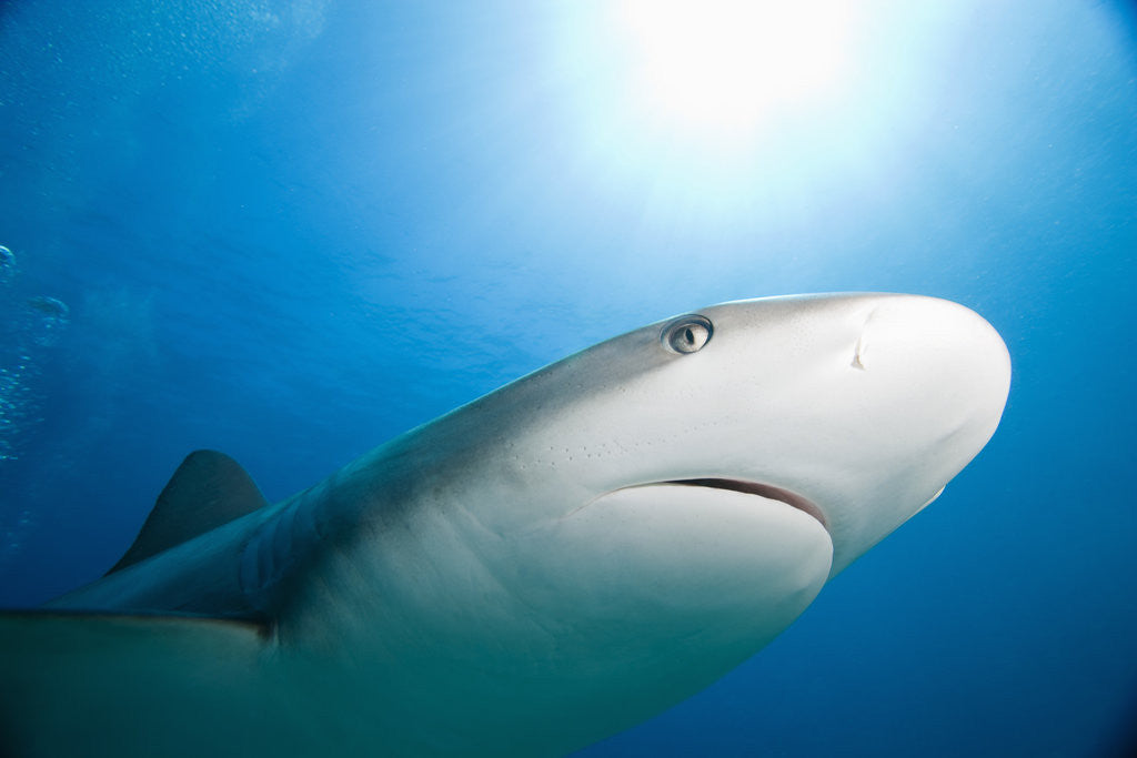 Detail of Caribbean Reef Shark by Anonymous