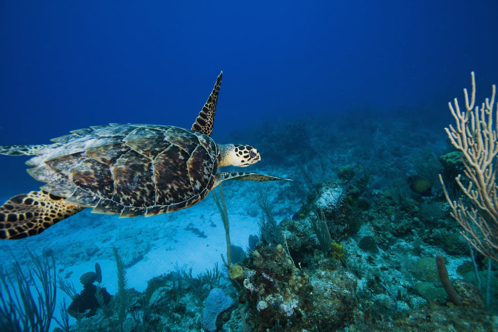 Detail of Hawksbill Turtle Swimming above Reef by Corbis