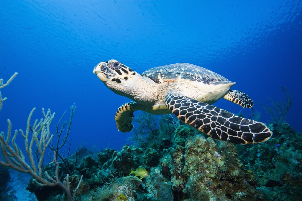 Detail of Hawksbill Turtle Swimming above Reef by Corbis