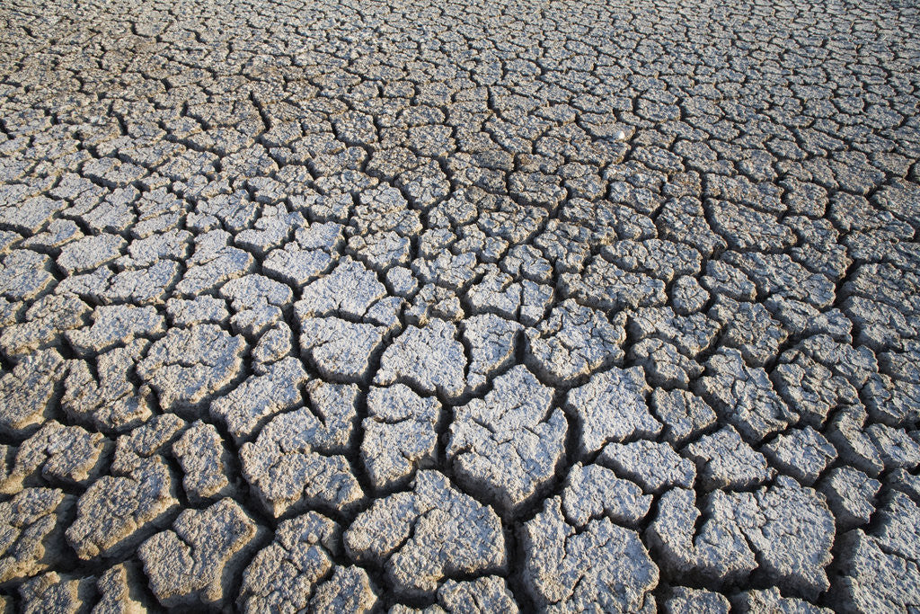 Detail of Dry Lake Bed at the Booby Pond Nature Reserve by Anonymous