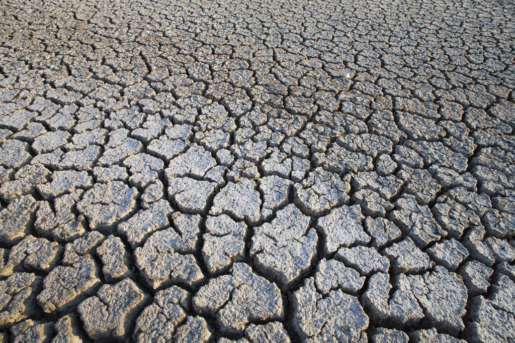 Detail of Dry Lake Bed at the Booby Pond Nature Reserve by Corbis