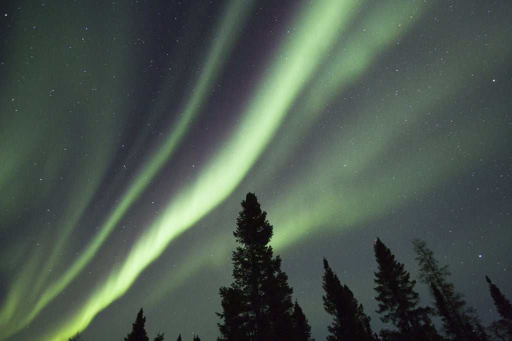 Detail of Northern Lights over Boreal Forest by Anonymous