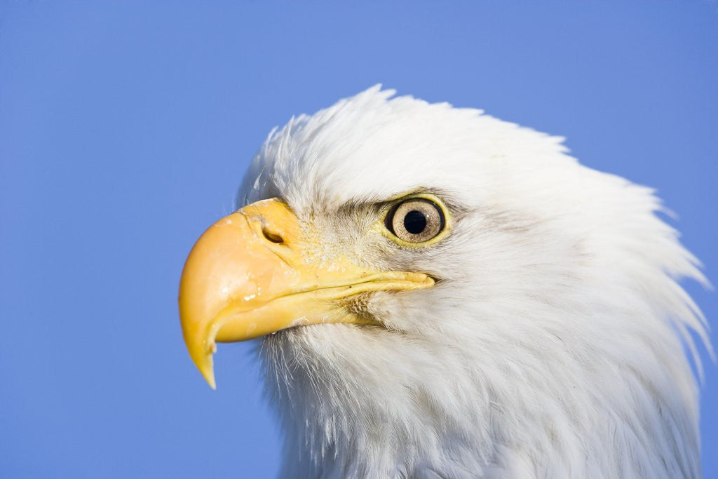 Detail of Bald Eagle by Anonymous