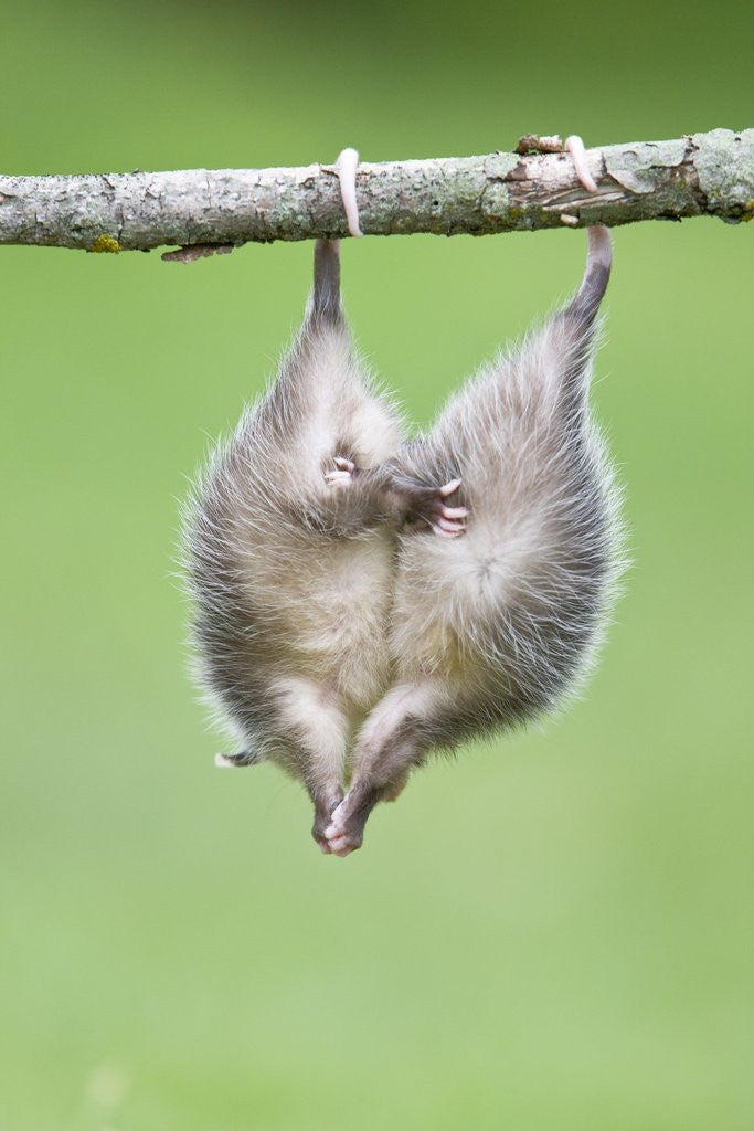 Detail of Baby Opossum Hanging from Branch by Corbis