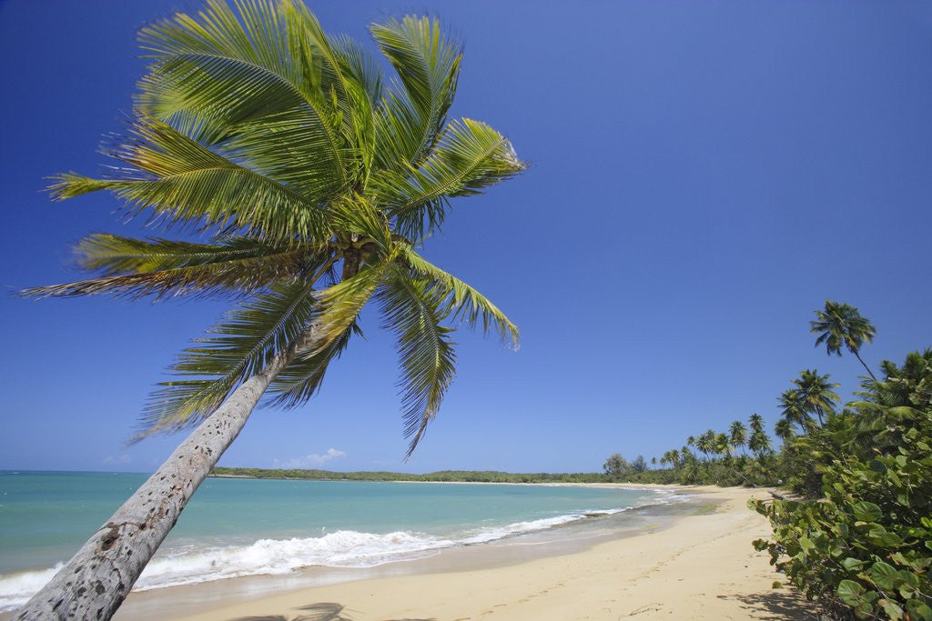 Detail of Tres Palmitas Beach by Anonymous