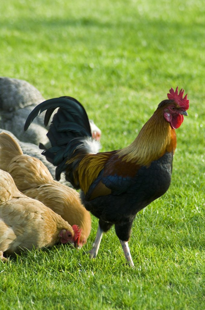 Detail of Bantam Cockerel and Hens by Anonymous