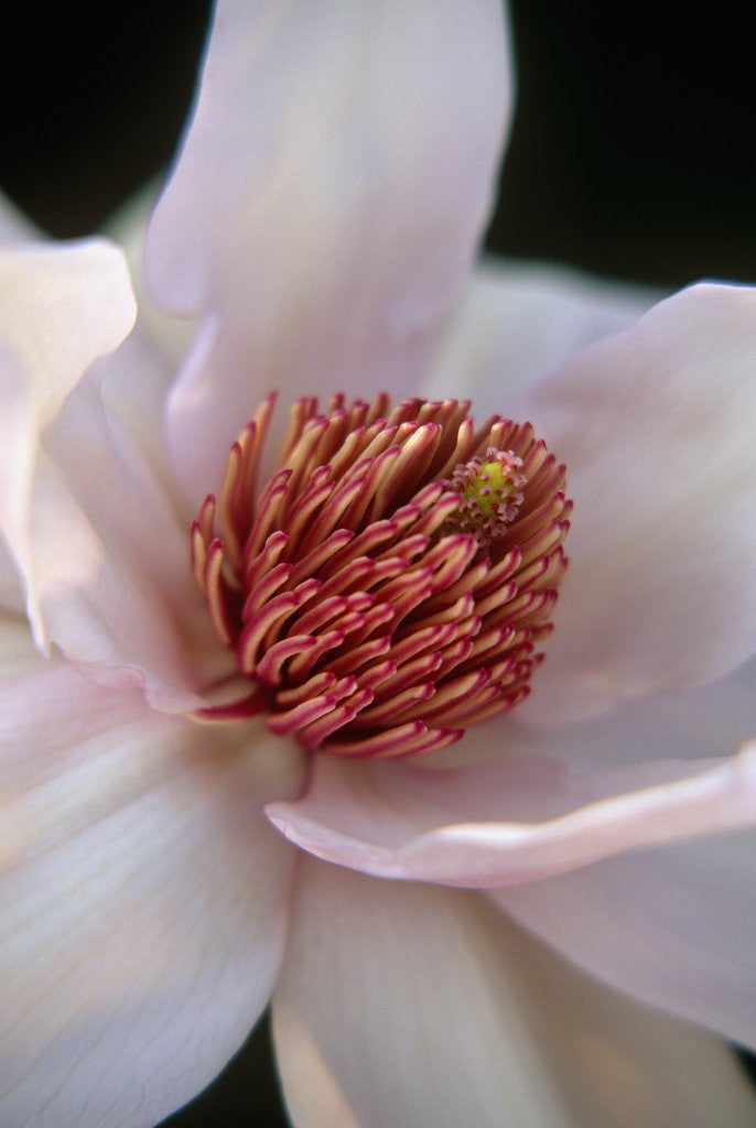 Detail of Pink Tulip Tree Blossom by Anonymous