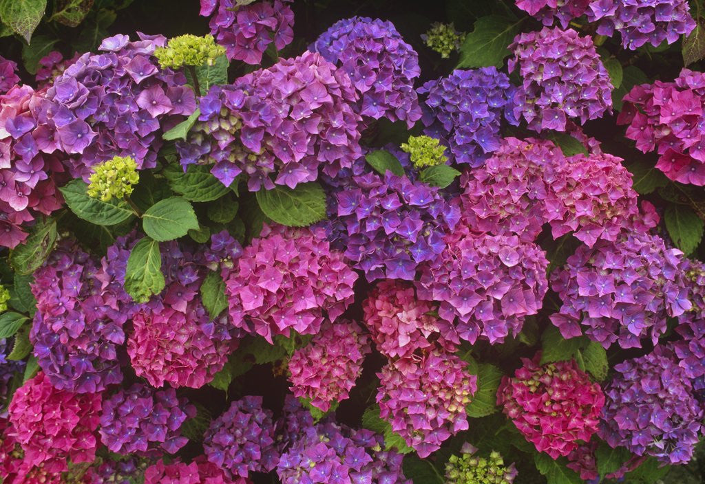 Detail of Lacecap Hydrangea Blossoms at Lakemount Garden by Anonymous