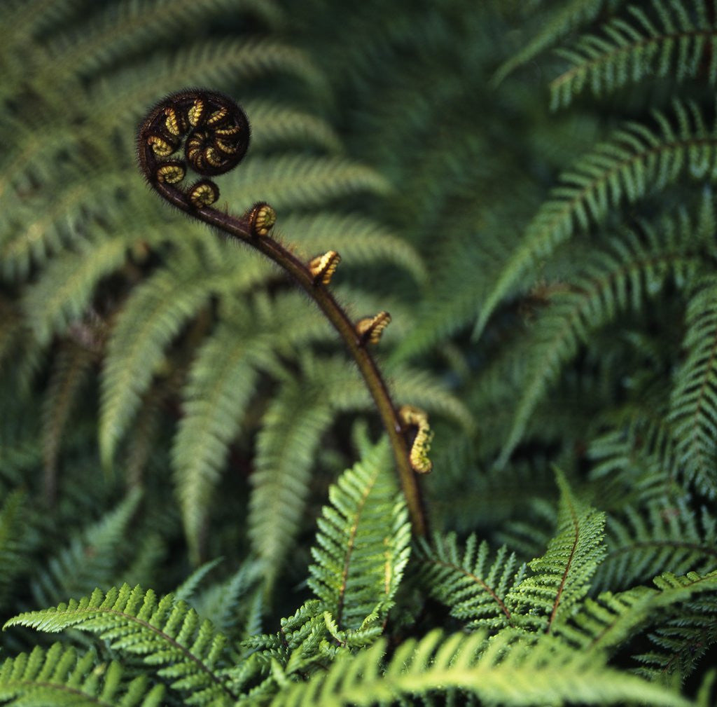 Detail of Caterpillars on a Fern by Corbis