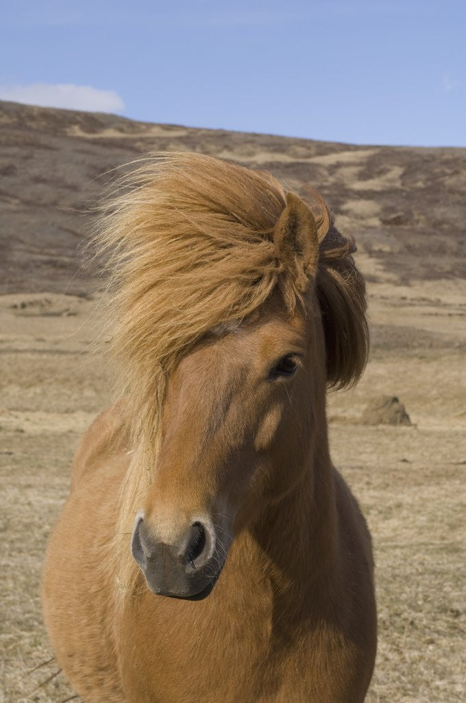 Detail of Icelandic Horse on the Snaefellsnes Peninsula by Anonymous