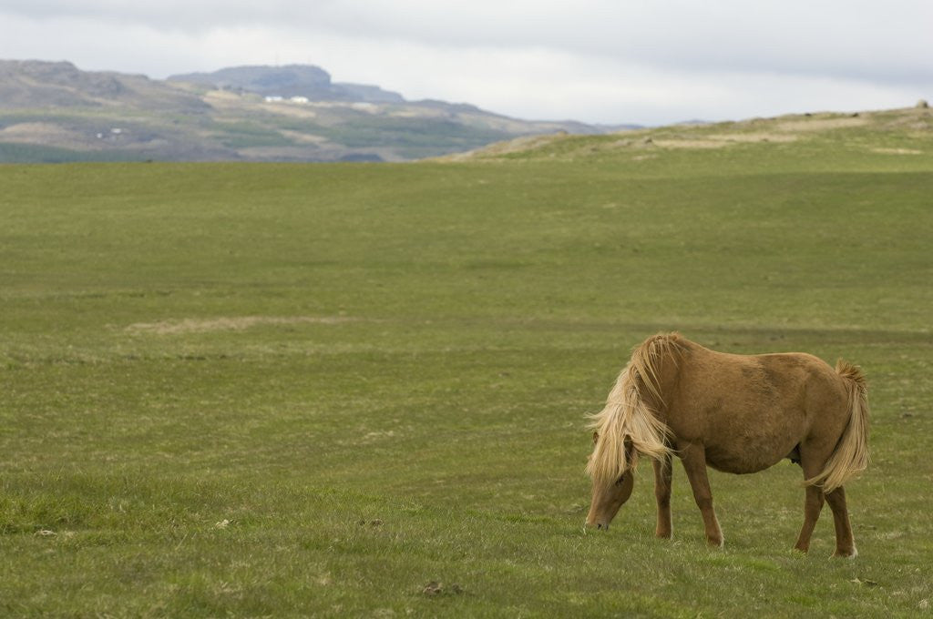 Detail of Icelandic Horse Grazing Near Lagarfljot Lake by Anonymous