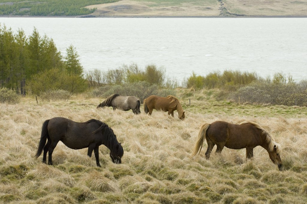 Detail of Icelandic Horse Grazing Near Lagarfljot Lake by Anonymous