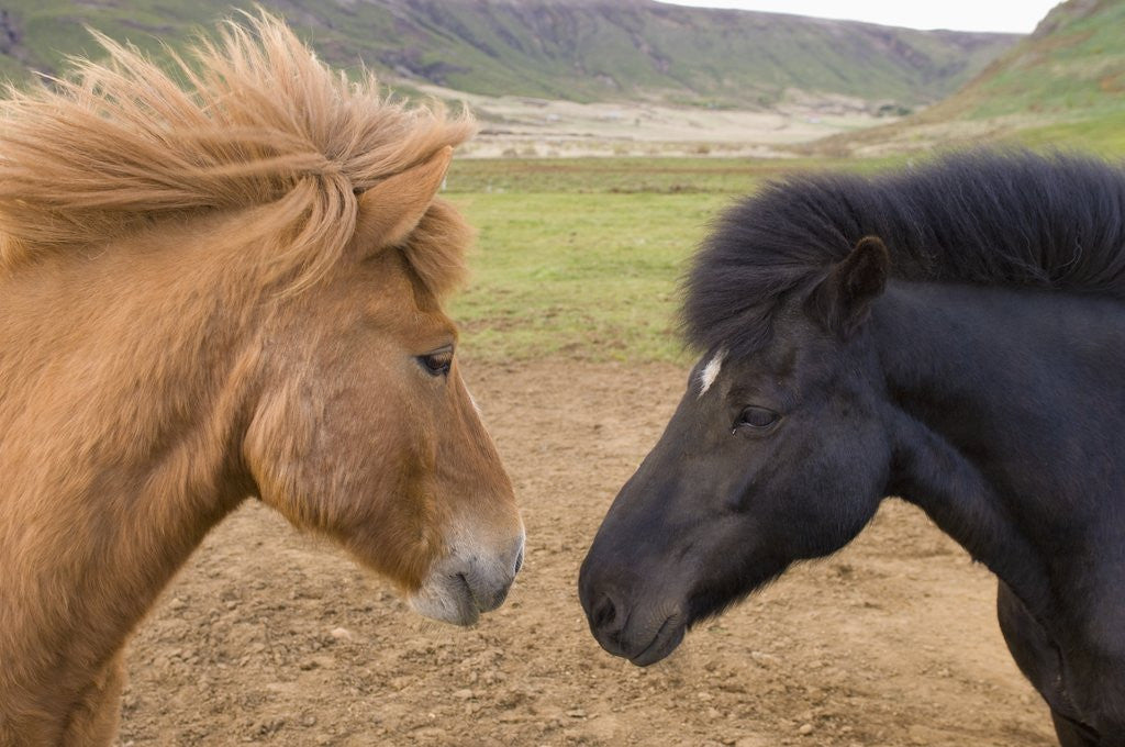 Detail of Icelandic Horses Face to Face by Anonymous