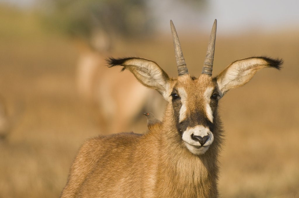 Detail of Roan Antelope in Zambia by Anonymous