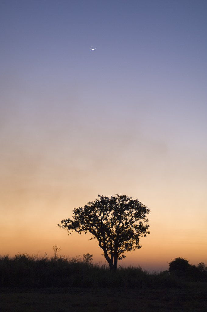 Detail of Sunset Over the Busanga Plains by Corbis
