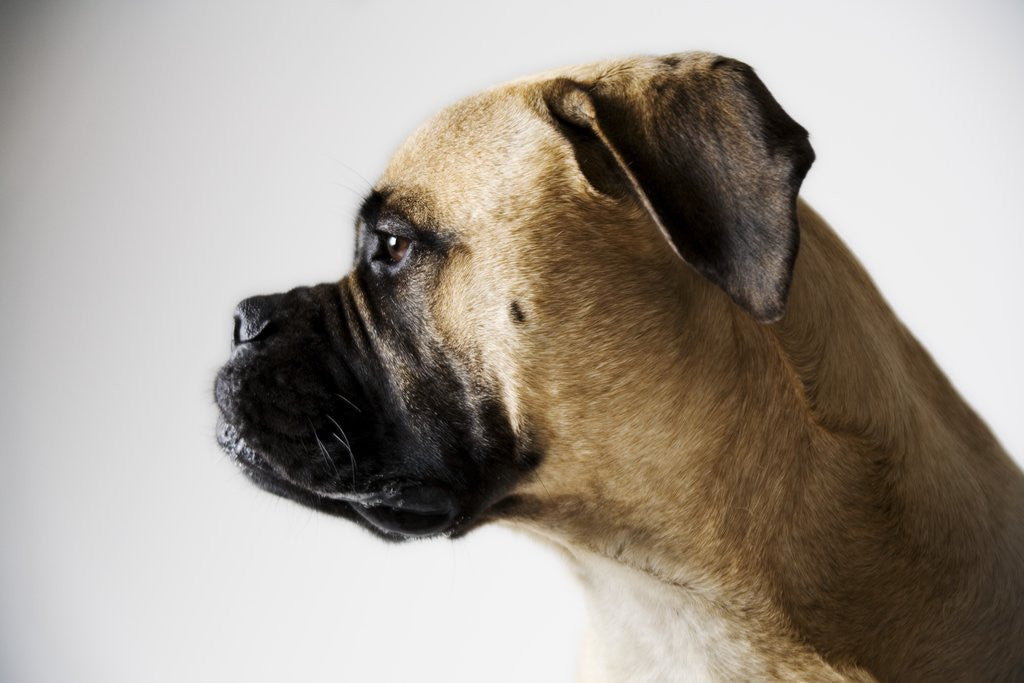 Detail of Boxer Dog by Corbis