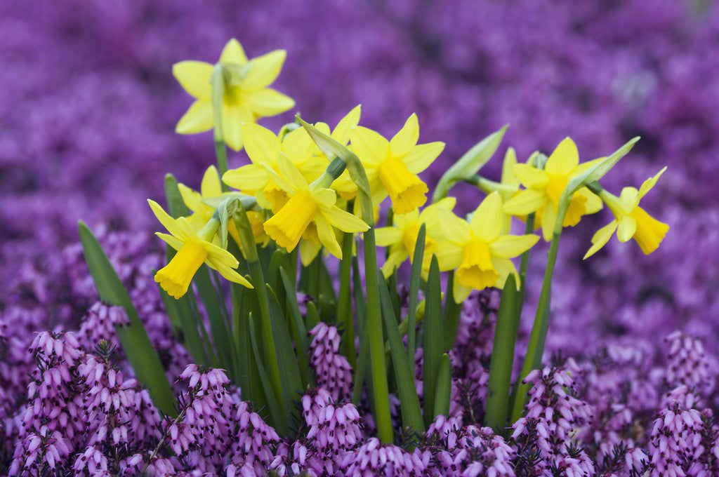 Detail of Yellow Daffodils in Purple Heather by Anonymous