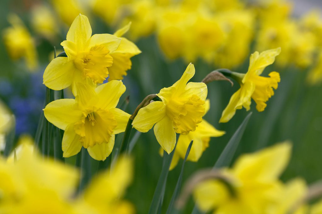 Detail of Yellow Daffodils by Anonymous
