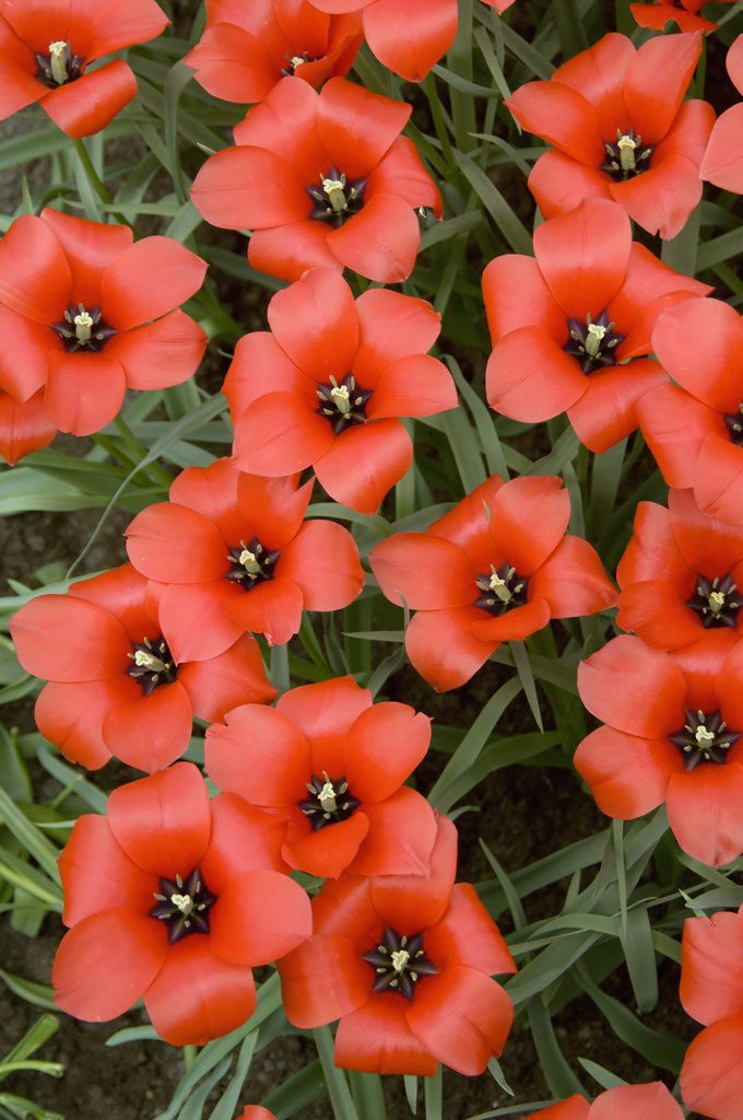 Detail of Top View of Red Tulips by Anonymous