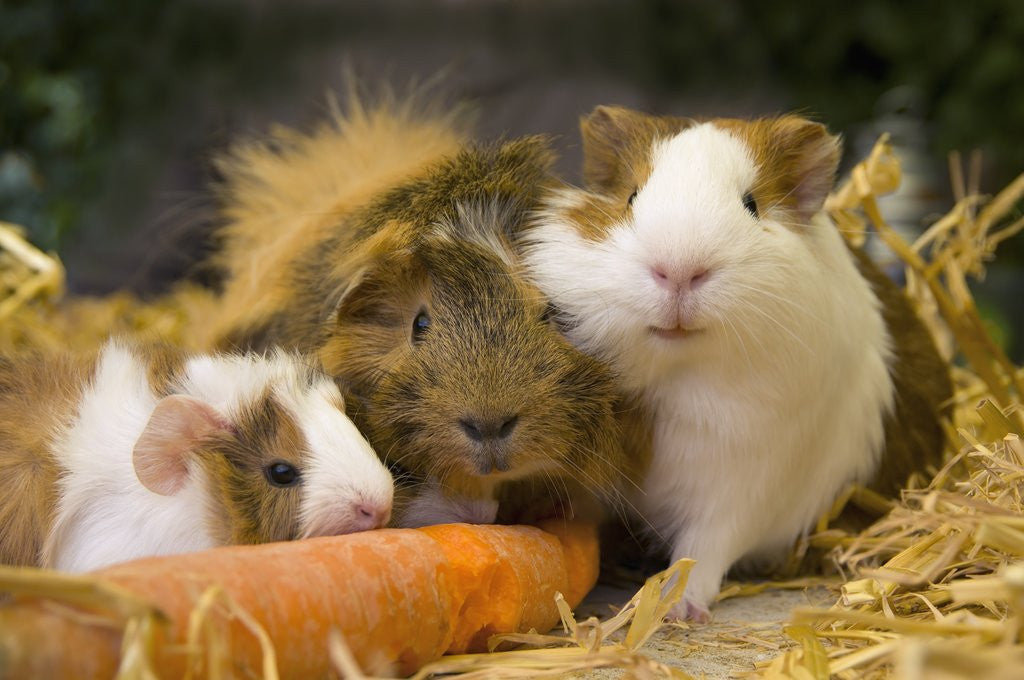 Detail of Guinea Pigs With Carrot by Anonymous