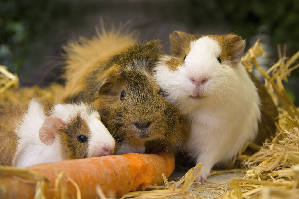Detail of Guinea Pigs With Carrot by Corbis