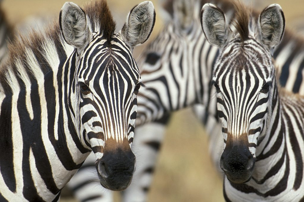 Detail of Zebras in Masai Mara National Reserve by Anonymous