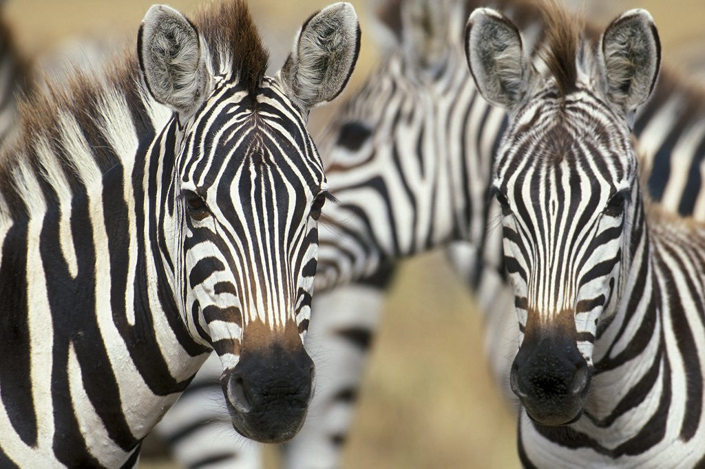 Detail of Zebras in Masai Mara National Reserve by Corbis