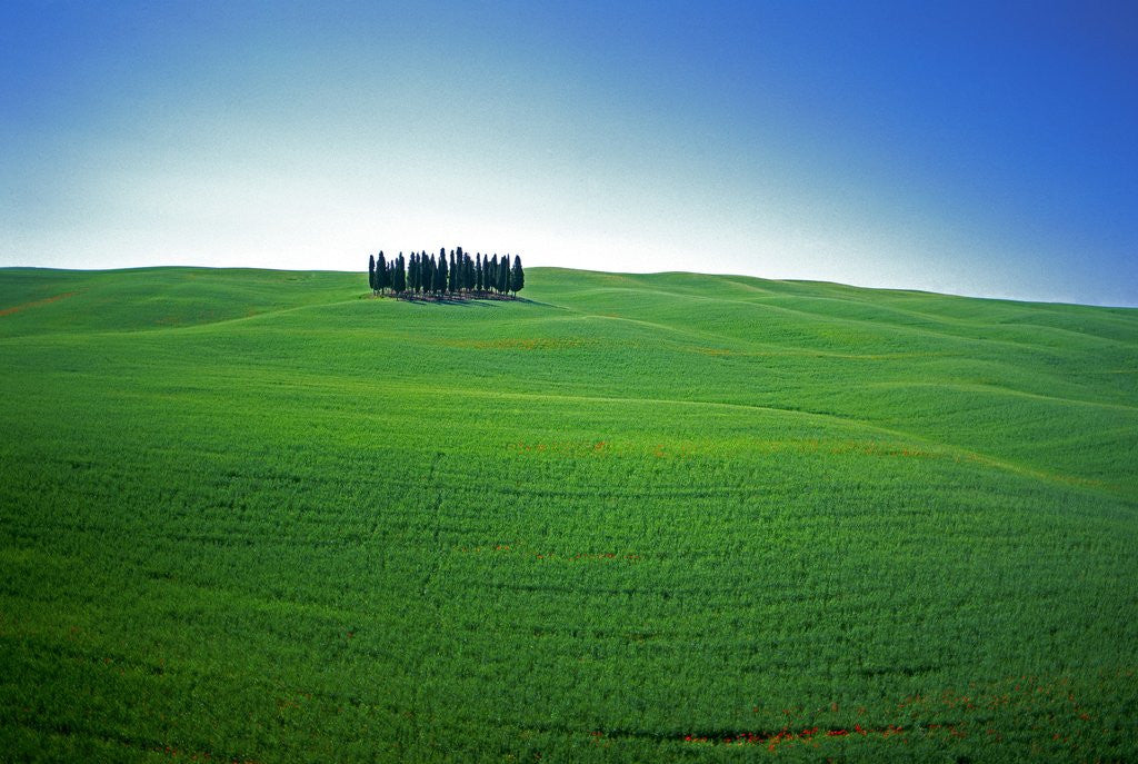 Detail of Coppice of Trees on Green Fields in Tuscany by Anonymous