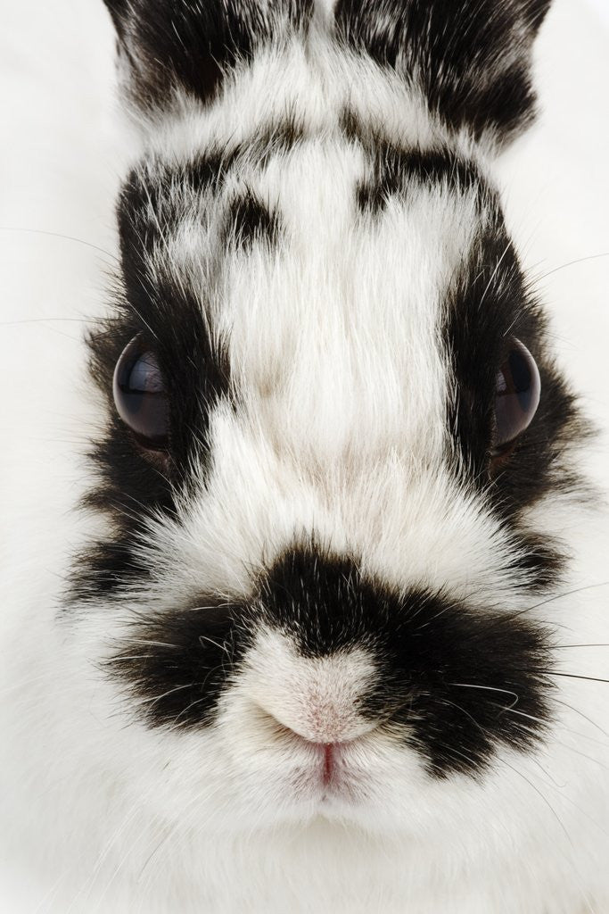 Detail of Face of Jersey Wooly Rabbit by Corbis