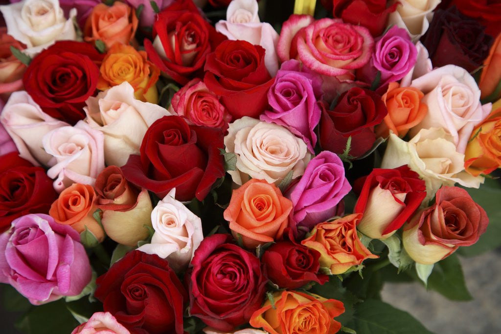 Detail of Roses for Sale at Flower Market by Anonymous