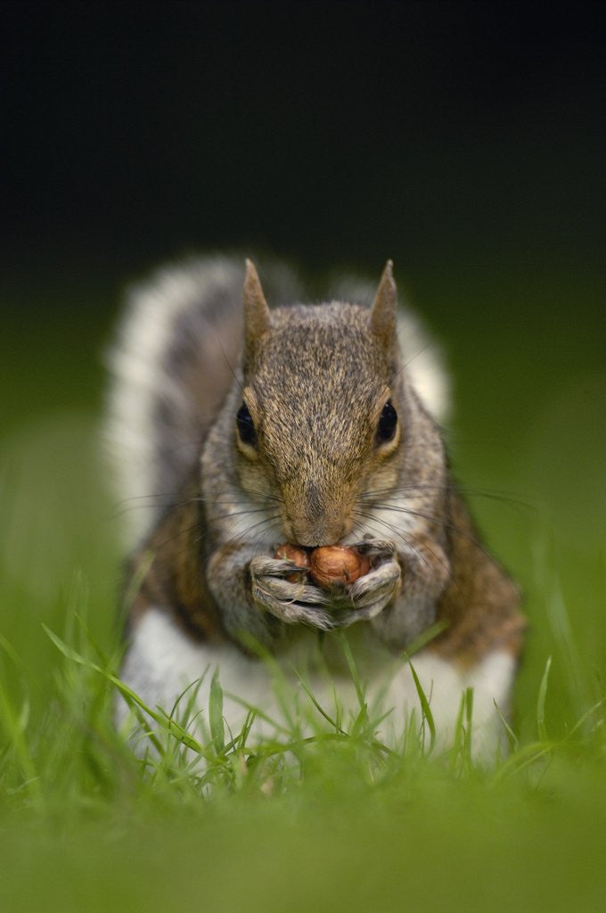 Detail of Gray Squirrel Holding Hazelnuts by Anonymous
