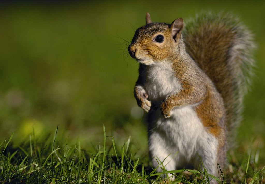 Detail of Alert Gray Squirrel by Anonymous