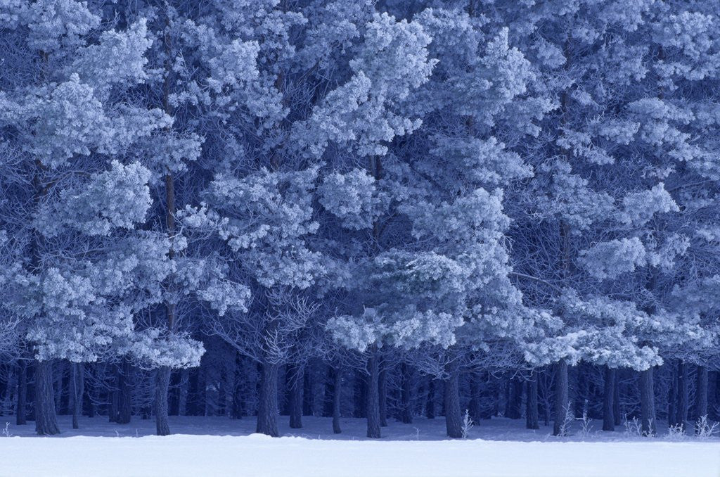 Detail of Scots Pines in Winter by Corbis