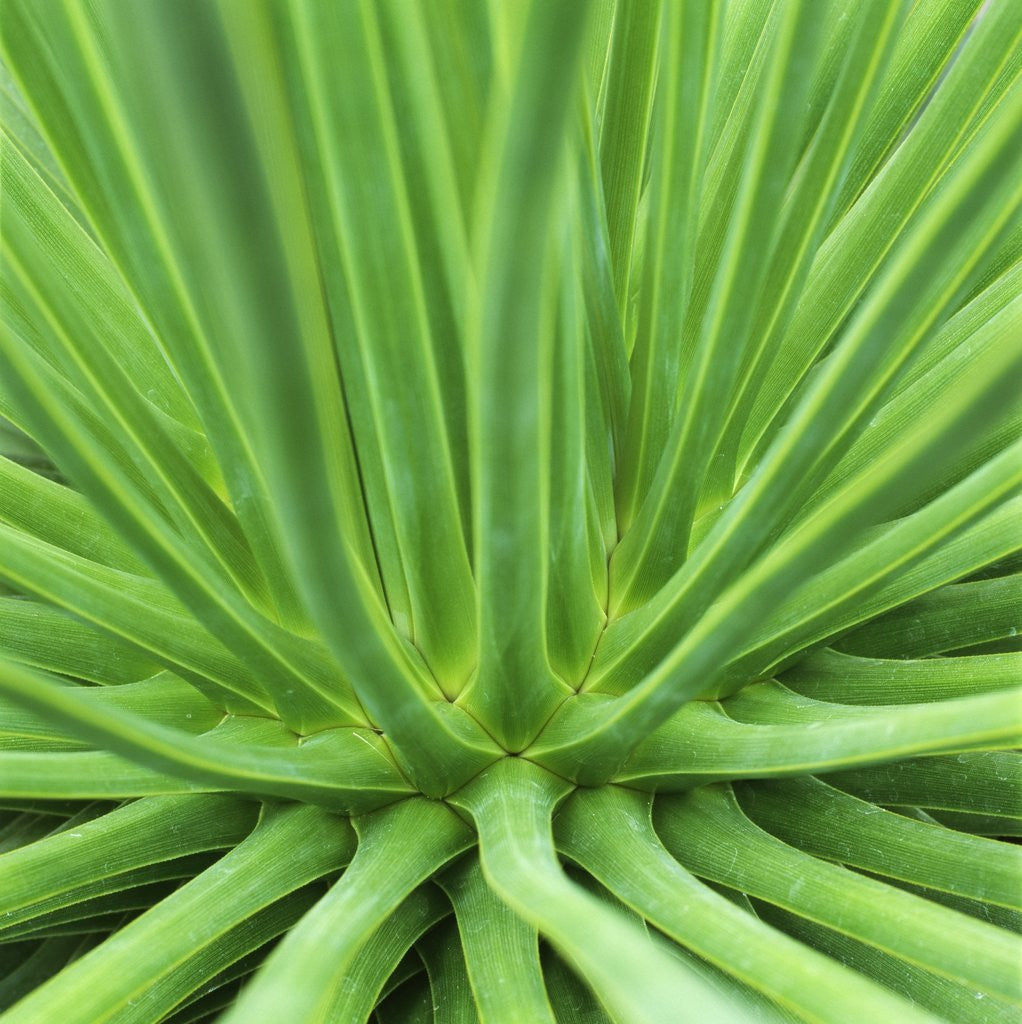 Detail of Agave Stricta by Anonymous