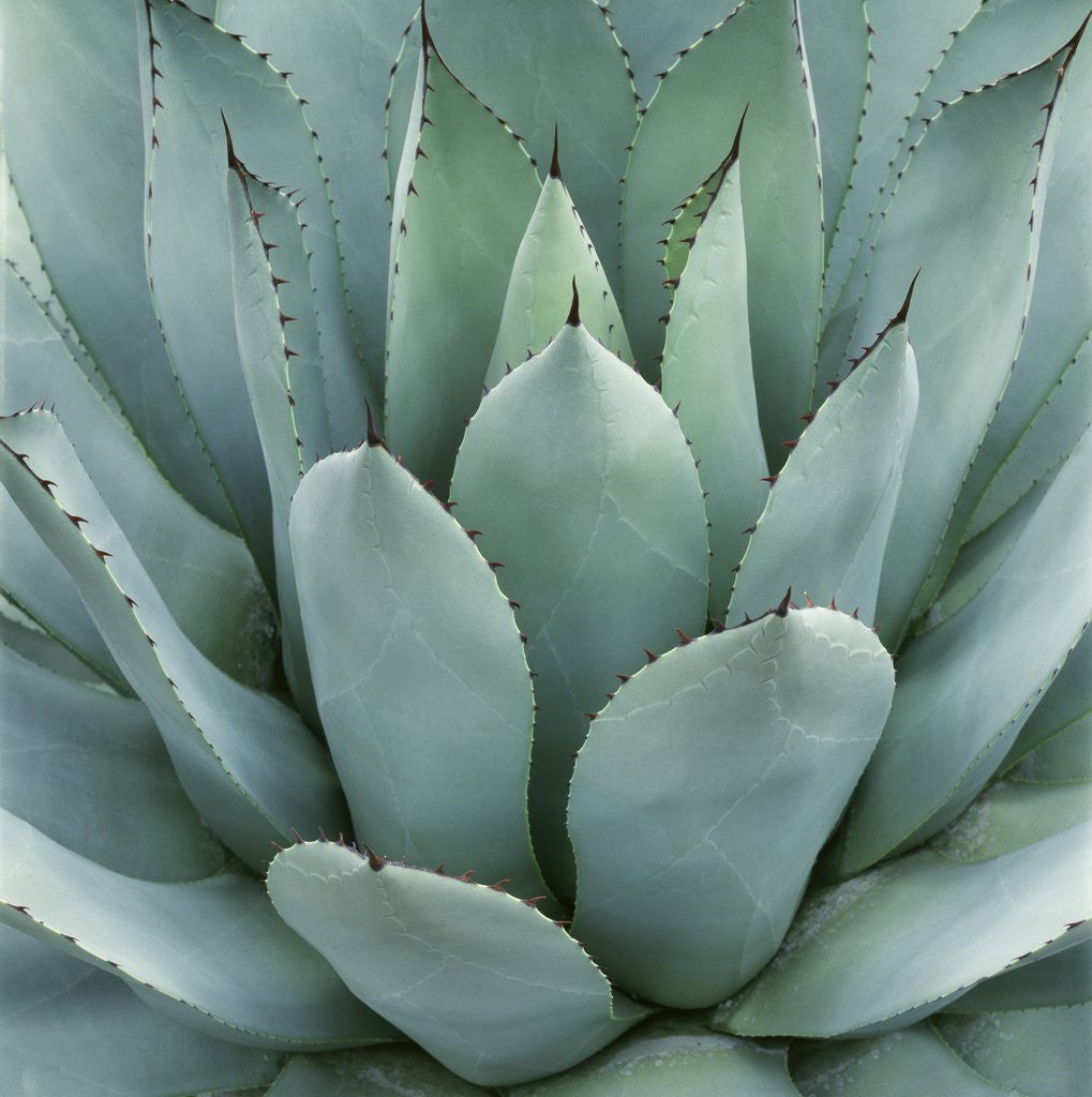 Detail of Agave Plant by Anonymous