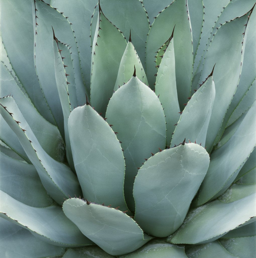 Detail of Agave Plant by Corbis