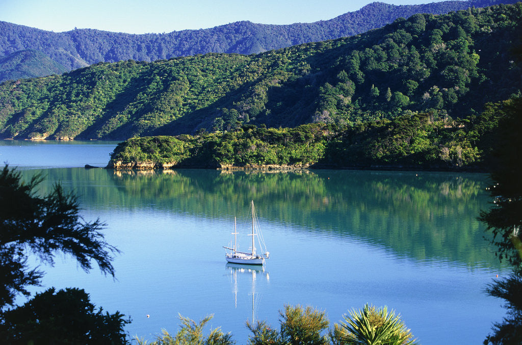 Detail of Marlborough Sound in New Zealand by Anonymous