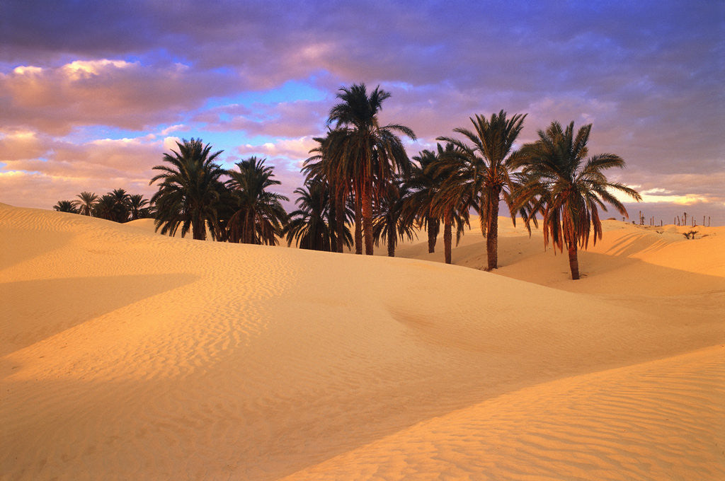 Detail of Sahara Desert in Tunisia by Anonymous
