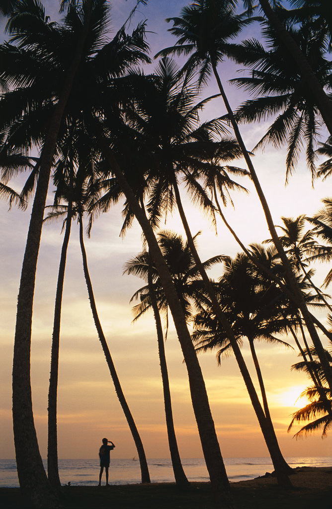 Detail of Palm Trees in Maldives by Anonymous