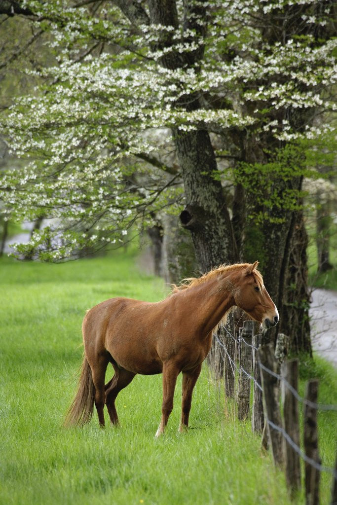 Detail of Horse Standing by Fence by Anonymous
