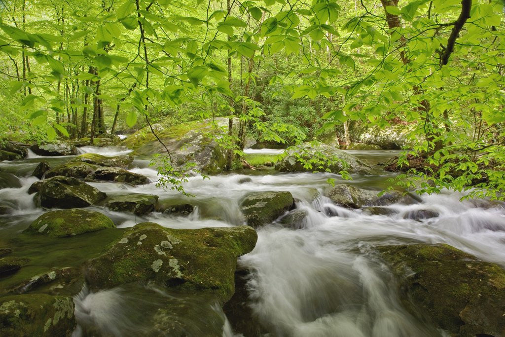 Detail of Middle Prong of the Little River by Anonymous