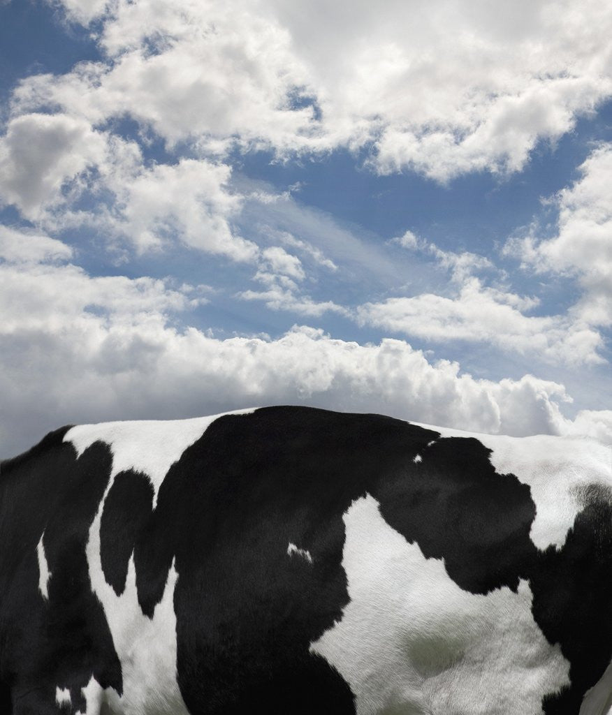 Detail of Cow and Sky Patterns by Anonymous